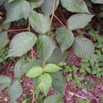 Rubus divaricatus - Sparrige Brombeere
