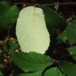 Rubus elegantispinosus - Schlankstachelige Brombeere