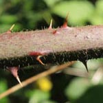 Rubus foliosus - Blattreiche Brombeere