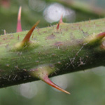 Rubus fuscus - Braune Brombeere