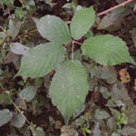 Rubus gratus - Angenehme Brombeere