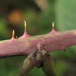 Rubus hadracanthus Dickstachelige Haselblatt-Brombeere
