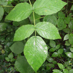 Rubus idaeus - Himbeere