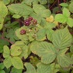 Rubus incisior - Eingeschnittene Haselblatt-Brombeere