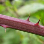 Rubus incisior - Eingeschnittene Haselblatt-Brombeere