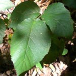 Rubus iuvenis - Sauerland-Brombeere