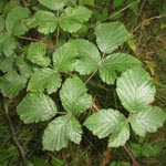 Rubus keilianus - Mülheimer Brombeere