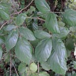 Rubus macrophyllus - Großblättrige Brombeere