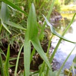 Sagittaria sagittifolia - Pfeilkraut