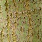 Salix caprea - Sal-Weide
