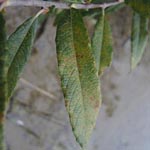 Salix x fruticosa (= S. aurita x S. viminalis)- Bruch-Weide
