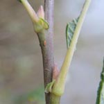 Salix x fruticosa (S. aurita x S. viminalis)