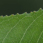 Salix x mollissima (= S. triandra x S. viminalis) - Busch-Weide