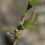 Salix purpurea - Purpur-Weide