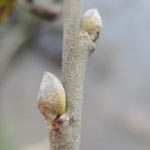 Salix x reichhardtii (S. caprea x S. cinerea)