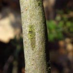 Salix repens - Kriech-Weide