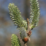 Salix triandra - Mandel-Weide