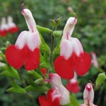 Salvia microphylla - Johannisbeer-Salbei