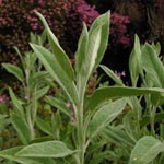 Salvia officinalis Echter Salbei
