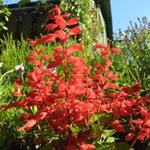 Salvia splendens - Feuersalbei