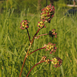 Sanguisorba minor subsp. minor - Kleiner Wiesenknopf