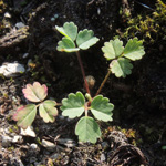 Sanguisorba minor subsp. minor - Kleiner Wiesenknopf