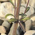 Satureja hortensis - Garten-Bohnenkraut