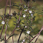 Satureja hortensis - Garten-Bohnenkraut