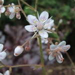 Saxifraga geum - Porzellanblümchen