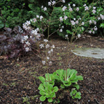 Saxifraga geum - Porzellanblümchen
