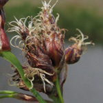 Schoenoplectus lacustris - Grüne Teichbinse