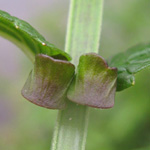 Scutellaria galericulata - Sumpf-Helmkraut