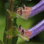 Scutellaria hastifolia - Spießblättriges Helmkraut