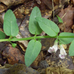 Sctuellaria minor - Kleines Helmkraut
