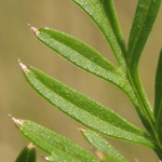 Selinum carvifolia - Kümmel-Silge