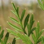 Selinum carvifolia - Kümmel-Silge
