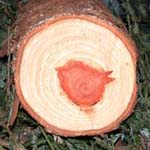 Sequoia sempervirens - Küsten-Mammutbaum