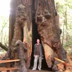 Sequoia sempervirens - Küsten-Mammutbaum