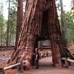 Sequoiandendron giganteum - Riesen-Mammutbaum