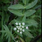 Sium latifolium - Breitblättriger Merk