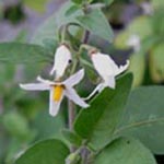Solanum chenopoioides - Gänsefußblättriger Nachtschatten