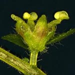 Soleirolia soleirolii - Bubikopf