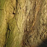 Sophora japonica - Japanischer Schnurbaum
