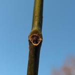 Sophora japonica - Japanischer Schnurrbaum