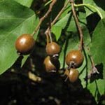 Sorbus torminalis - Elsbeere