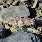 Sphingonotus caerulans - Blauflügelige Sandschrecke