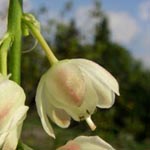 Staphylea pinnata - Pimpernuss
