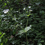 Stellaria nemorum - Hain-Sternmiere