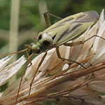 Stenotus binotatus - Zweifleck-Weichwanze