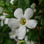 Sutera cordata - Schneeflockenblume